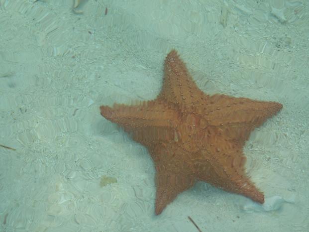 sta starfish.JPG